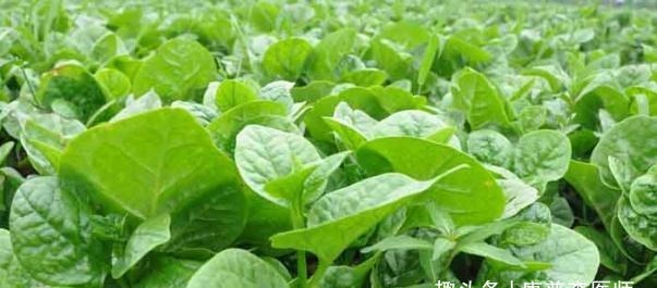 养肝|女性不想早衰,多吃的好食物,排毒养颜,养护肝脏,吃了气色好