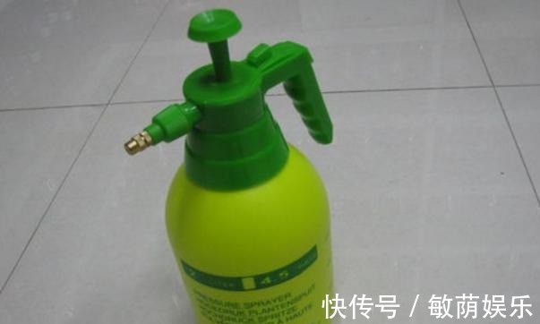 容器|养花招虫除不尽3个小技巧,让盆栽里一个虫子都没有