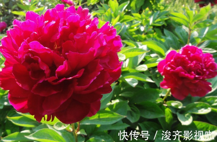 芍药花|喜欢养花,不如养芍药花,养护轻松,花苞大过拳,开花超美!