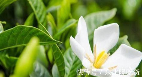 栀子花什么时候开,栀子花这样养一年开花两次,开的花又大又多