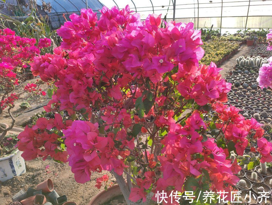 磷酸二氢钾|春季养三角梅，紧跟“3步”操作，呼呼冒花芽，无叶挤满花