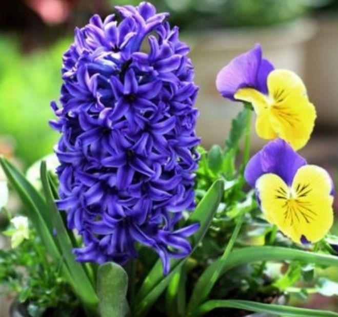 花期超长的几款花卉,一年四季花开不停,繁花似锦