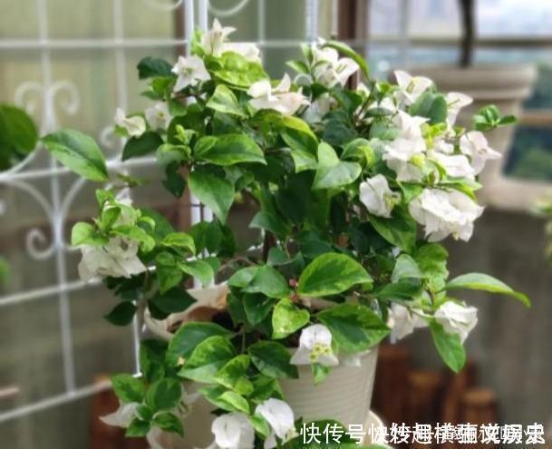 45种三角梅品种,红、橙、黄、绿、白、紫,每一种都很好看!