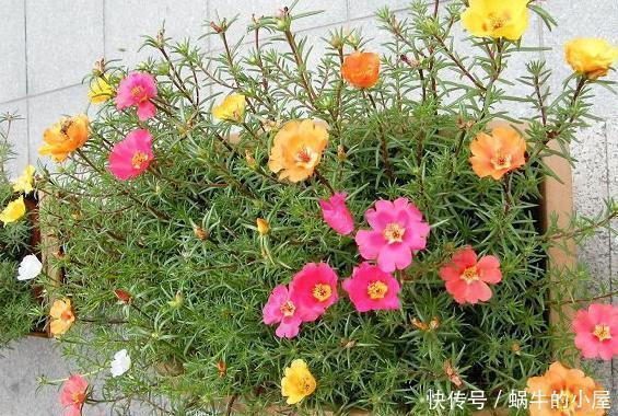 花卉|懂行的人冬天坚决不买三种花,冬天都不会买,白给也不要