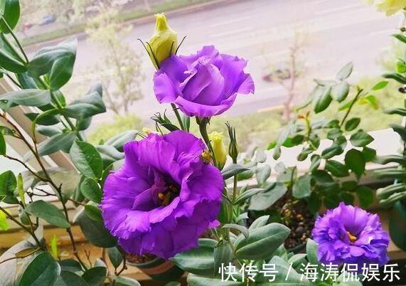花商们|张小姐养盆这个花,花开如玫瑰,好养如绿萝,邻居头回见,说好美