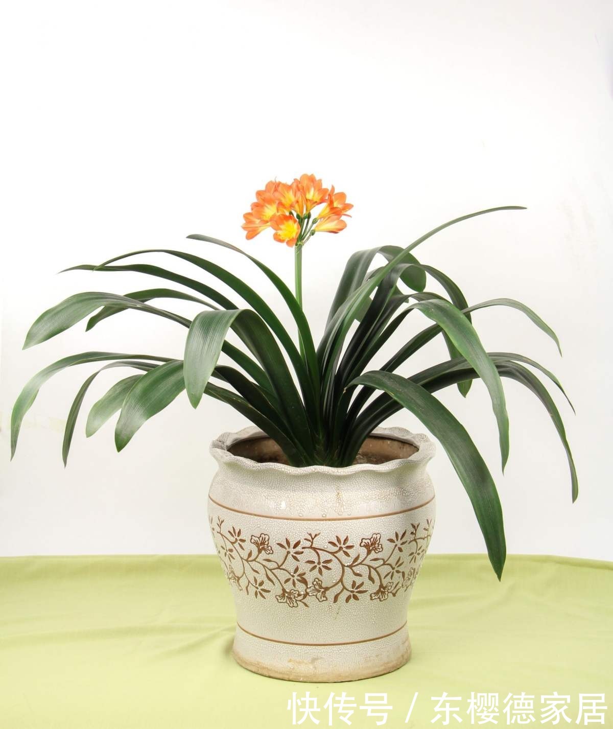 家里君子兰不开花?这4点做不好,容易黄叶还烂根!