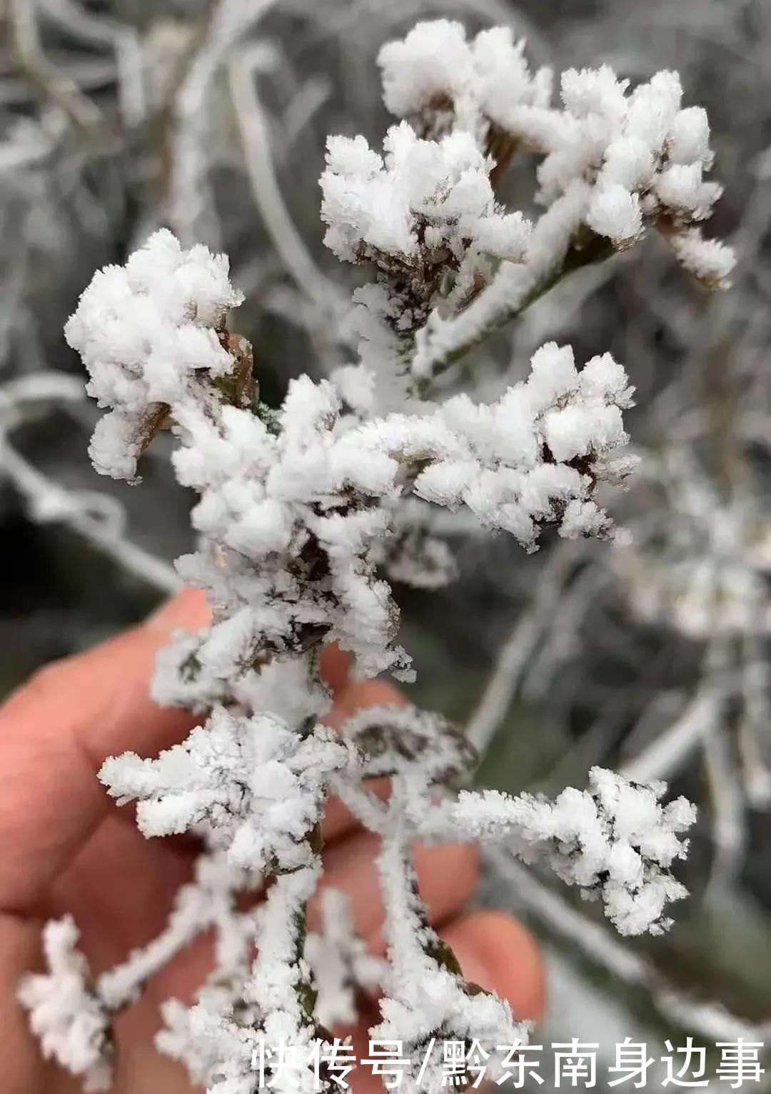 路段实施|凯里小高山一夜白头 最美雪景如约而至