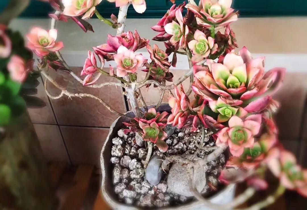 天生“怕水”的15种花,养不好都是因为“太勤了”,别忽视