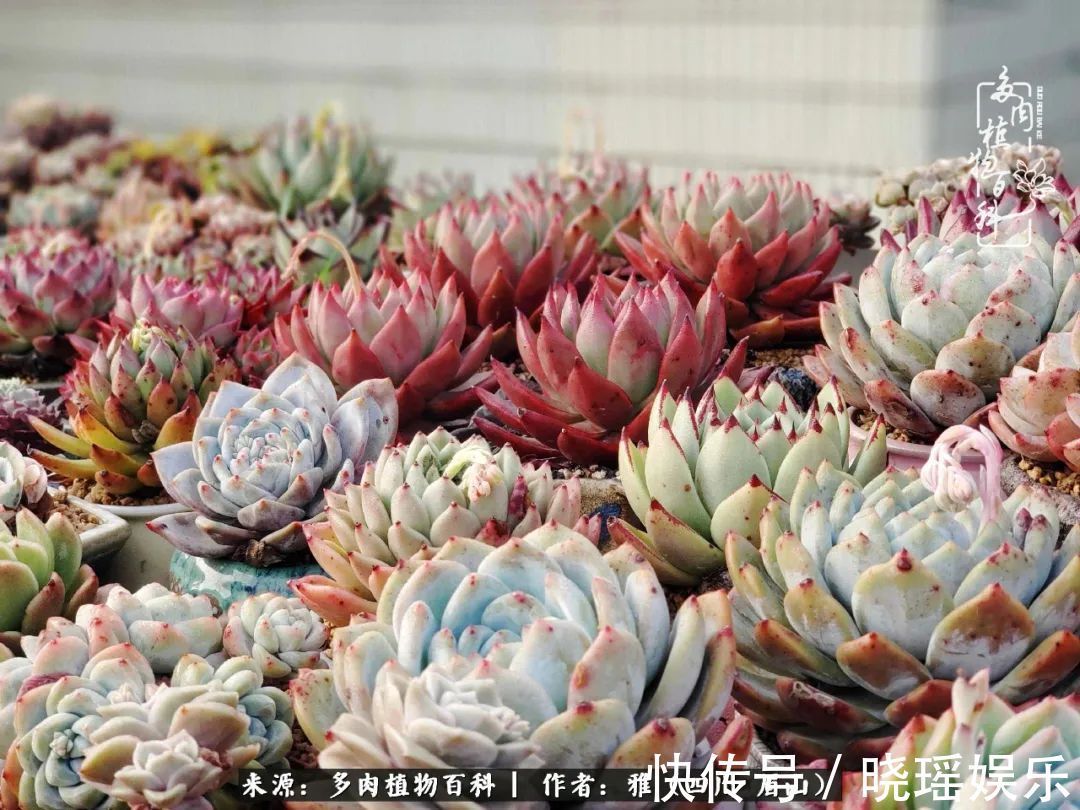 万圣节|养多肉六年,从痴迷到佛系,世事漫随流水,唯有喜爱永恒!