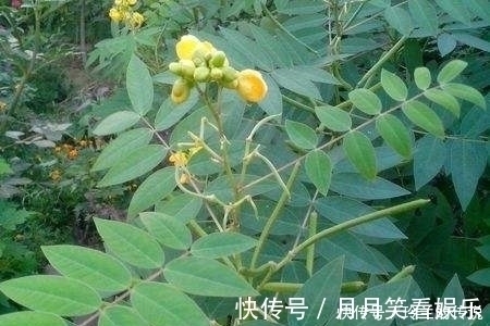芒草|农村这些野菜,煮吃喝,清肝明目,降血压、减肥,还败毒抗癌!