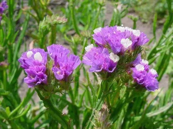 33种花，33首歌，太美了！