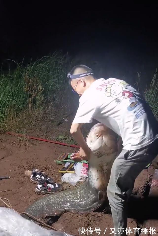 西江80斤鲶鱼王被人钓起!几乎与人等高,网友:应该放生
