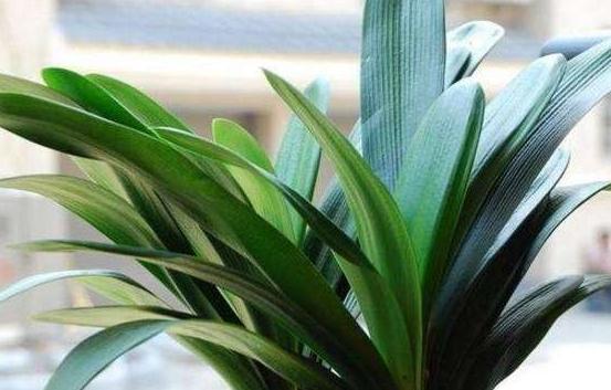 君子兰盆里扔2种垃圾,做好2点,度夏更轻松