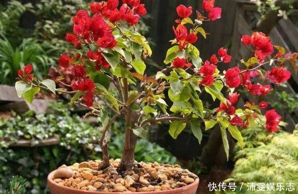 爆盆|养月季、三角梅有技巧,遇到“1种枝条”就剪掉,保证长得更爆盆