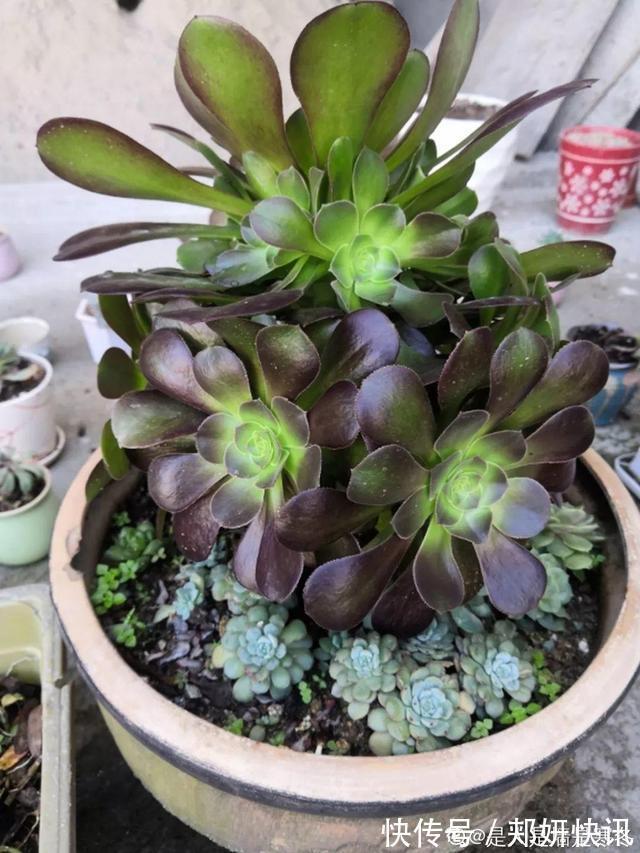 秋天多肉砍1刀,立马爆出一圈芽,1盆变10盆不花钱