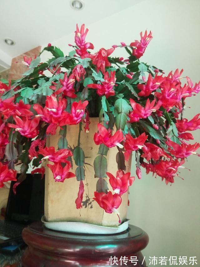 肥水|秋季养“蟹爪兰”，10天浇1碗肥水，开花多3倍，花朵大、花色艳