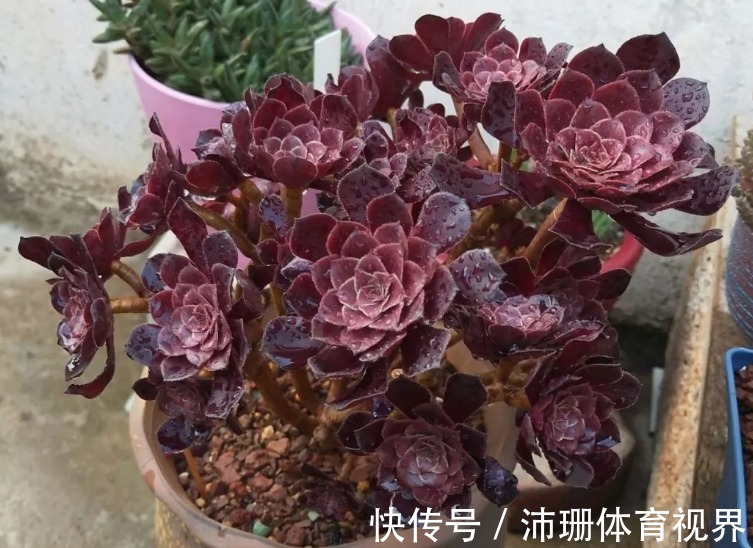 养多肉黑法师,将注意力集中在这3点,盆栽长得格外精神