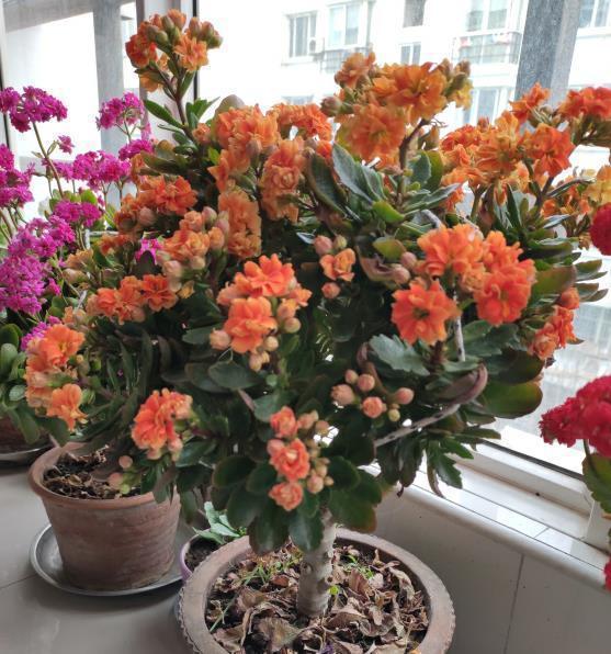 成活|长寿花“嫁接”开花多,几个“关键点”要注意,不然后期问题多!