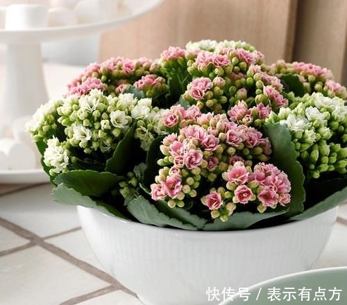 花中娇客|盆景价值排行榜,你养了吗?