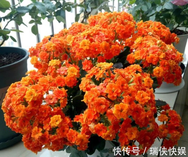 长寿花有“三怕”，新手一定要避免，合理养护才能爆盆开花