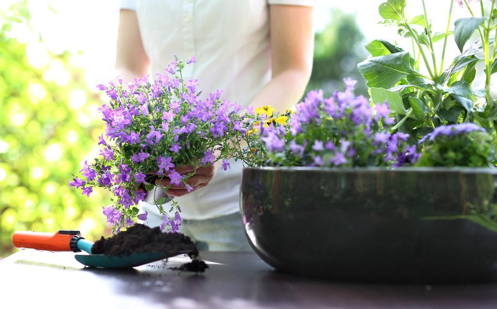 鸭脚木|这22款植物室内养护不但净化空气还吸甲醛,花友纷纷收藏