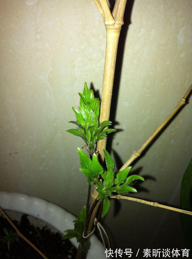 施肥|她养铁线莲，每年早做三件事，从不为开花发愁，今年我要向她学习