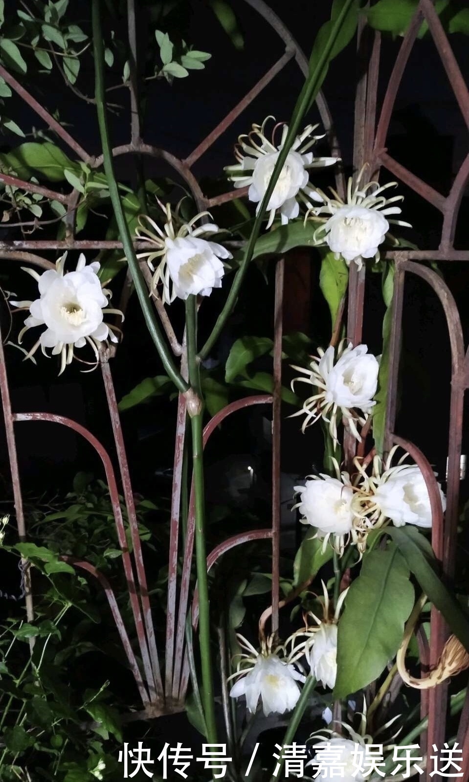 养了3年的昙花,终于开了50朵花,真是有“仙气”