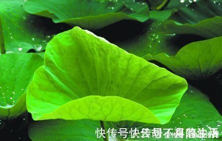 大克星|不起眼的它,竟是湿气“大克星”,没事喝一杯,湿气祛得一干二净