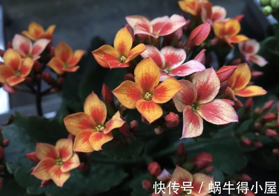 金枝玉叶|30℃以上，10种花就先别养了，买一盆死一盆，别怪我没提醒你