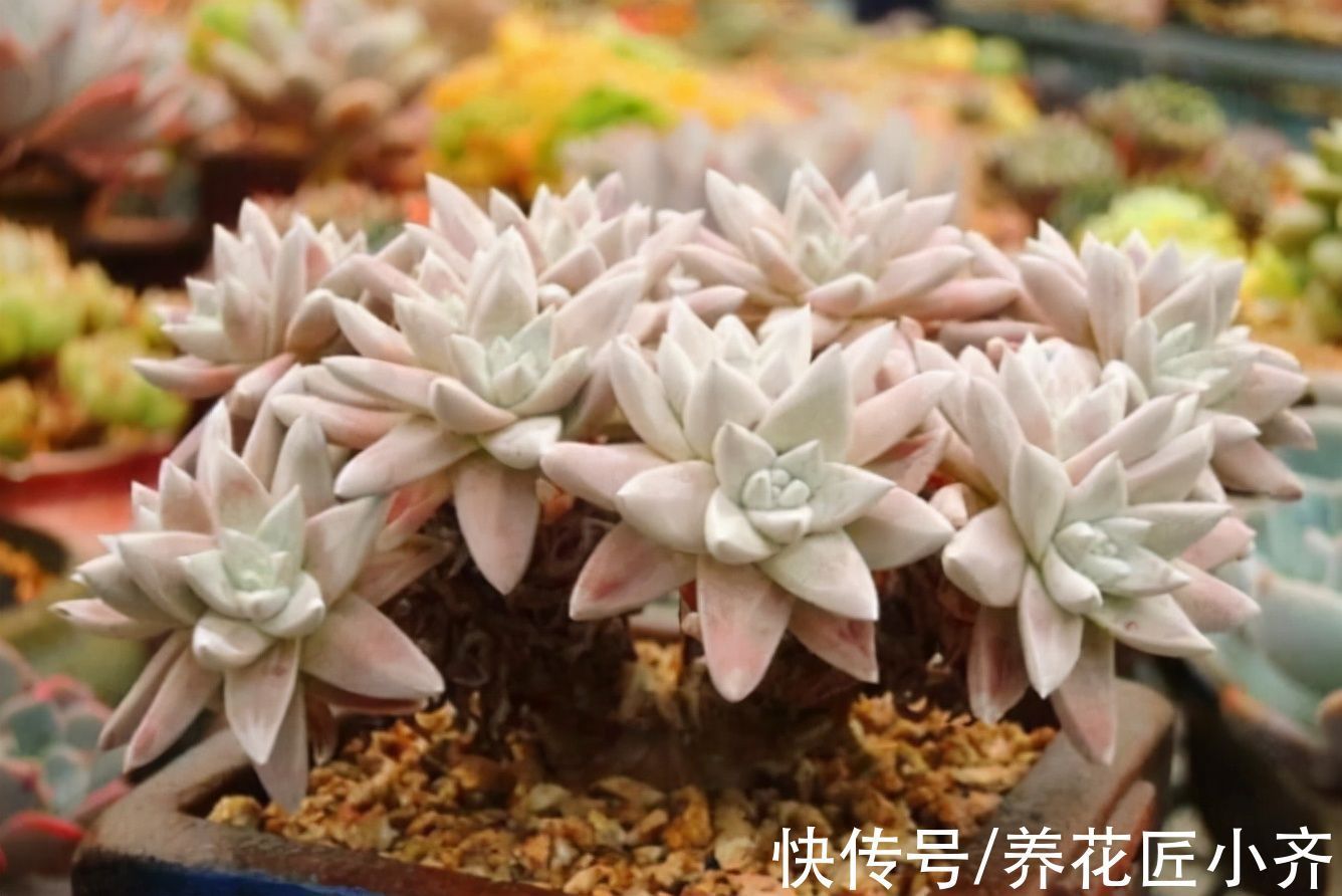 花盆|多肉植物“穿裙子”怎么办？学会一招变漂亮，后期状态美