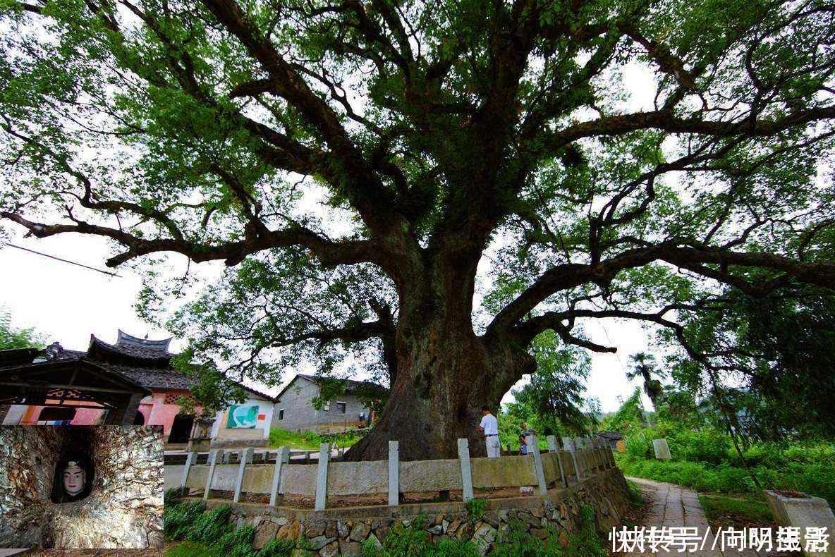朱熹|中国唯一“树抱佛”，0.6米佛像藏身于千年樟树，入口仅巴掌大