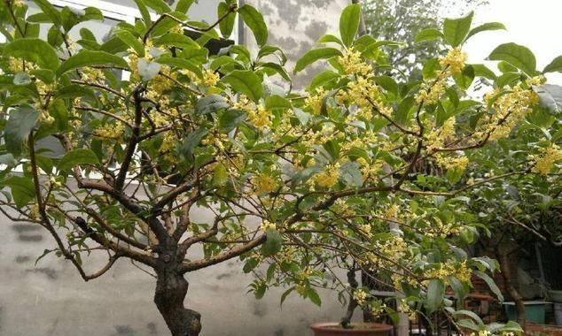 种桂花,不花1分钱,“掐”根枝条插盆里,来年桂花香满屋