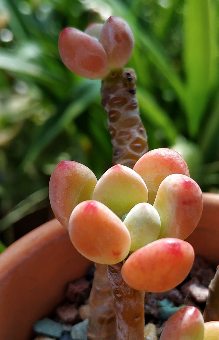 成长|与多肉一起走过的日子,见证多肉的成长过程!