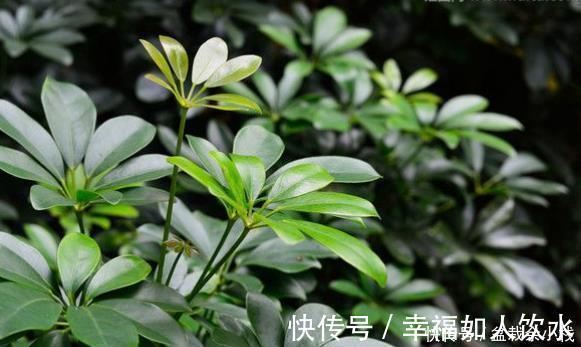 想在客厅养花就选这“5种”,它们好看又好养,一月浇一次水就行