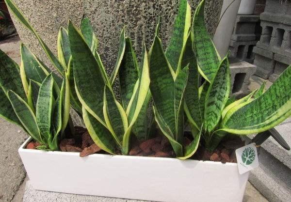 无根“虎皮兰”，上盆简单，2样东西一掺，毛根嗖嗖长，叶子高大