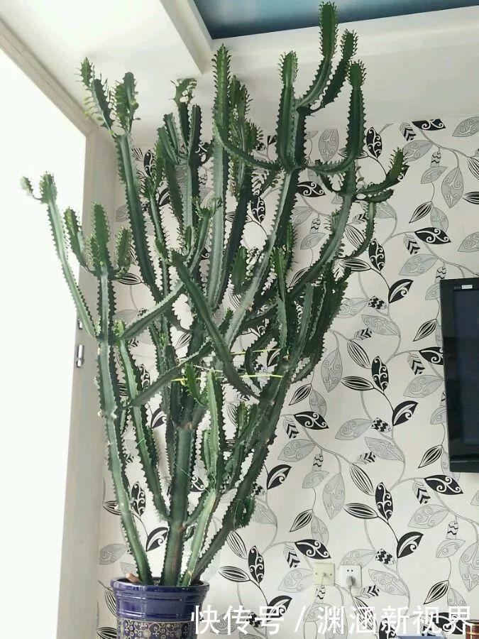 树桩|会养花的人都选它,耐旱又好活,2年养成小树桩!