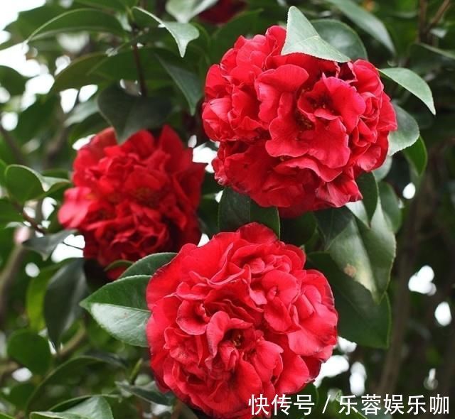 家养这些植物，阳台开出花海，花大色艳，家中常常有花赏