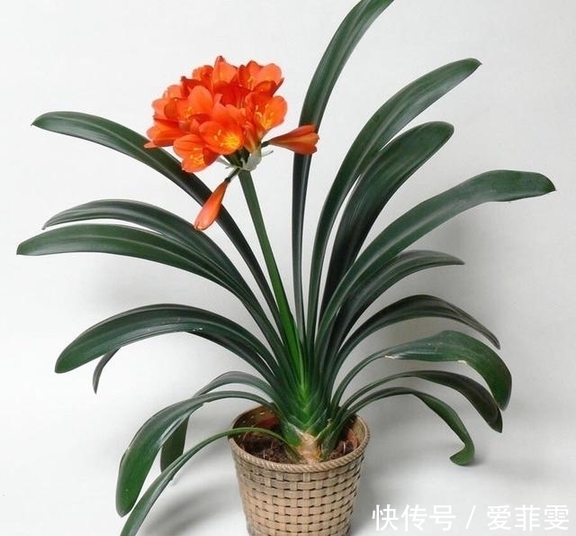 油渣|养护君子兰用些“大补肥”,不花钱,花卉也能长得“翠绿无比”