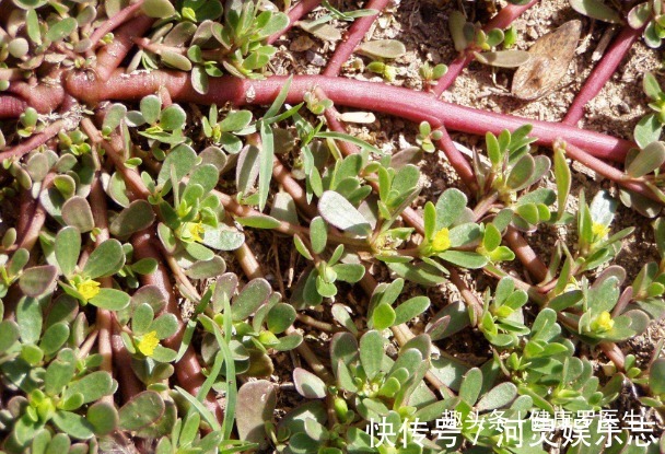 黑发|马齿笕加白酒泡一泡，白发变黑发，白发没了秃发没了，早知早受益