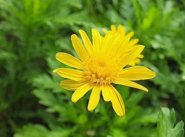 养花|“菊中精品”情人菊,似娇艳情人,优美柔雅,实属养花必备