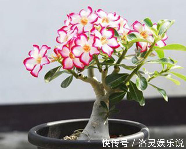 沙漠玫瑰不开花简单“4步”操作,30天开成“玫瑰树”