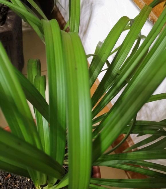 植料|兰花叶子焦边了,夏季温度高,隔三差五浇一次,避免叶子焦边