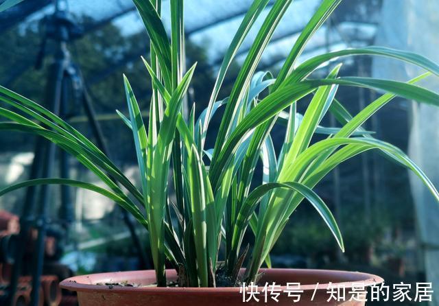 养兰花|养兰花不会施肥怎么办?专为新手定制的技巧,不施肥养兰法