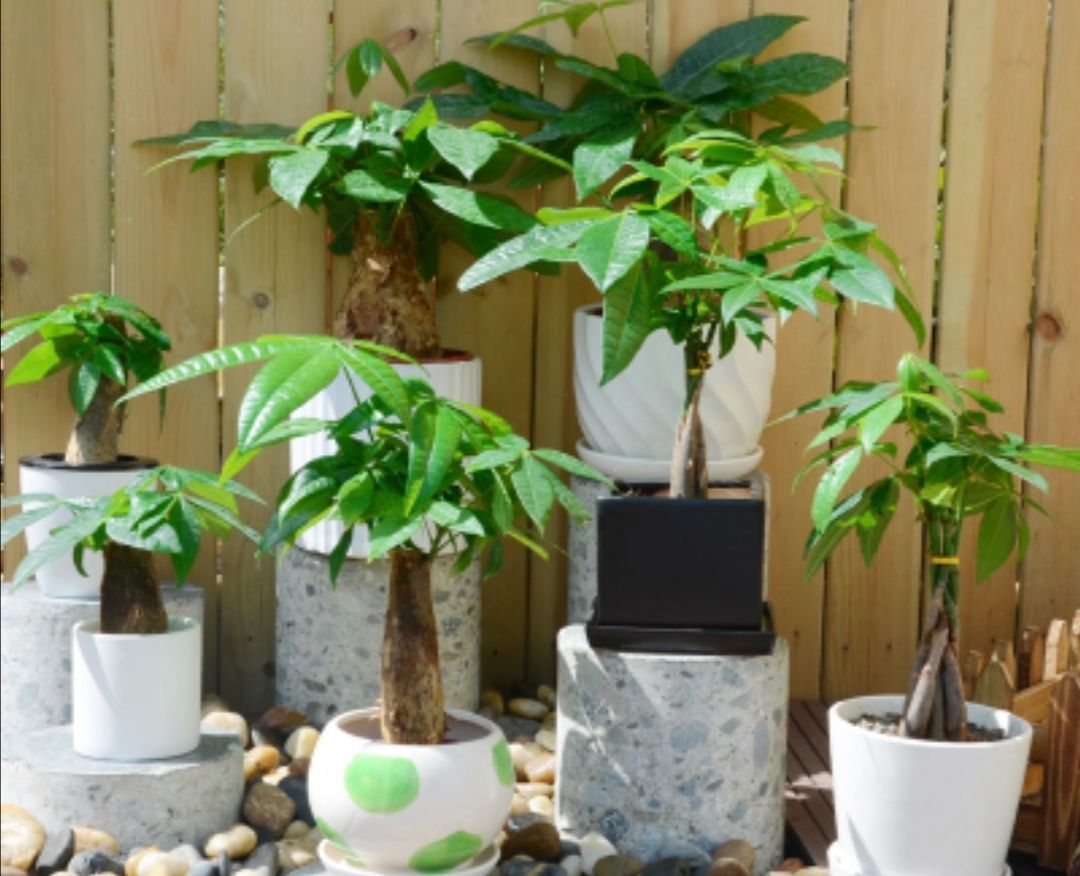 这3种花要“懒养”,越是粗放养护,植株长势越旺盛