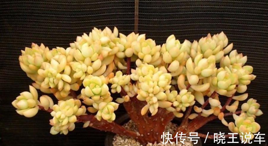 6种高颜值普货多肉,不怕晒不怕冻,长势旺易爆盆,美极了