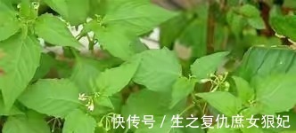 农民|本草纲目 农民把它当成草,殊不知“龙葵”的药用价值非常高