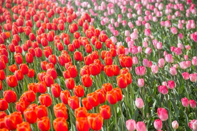 明日10:30，主播带你云赏花海