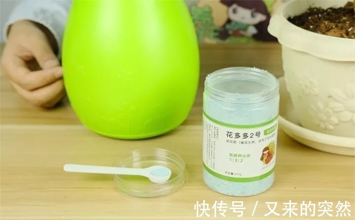 越冬|家里有这花,露养断水2个月,安全越冬50盆