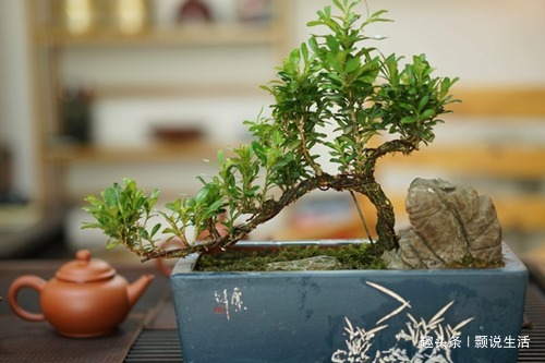 文竹这么养护,一年四季绿油油,不再黄叶、烂根,不停冒新芽