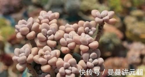 5款多肉普货,在家里养上几盆,好养又省心还有观赏性